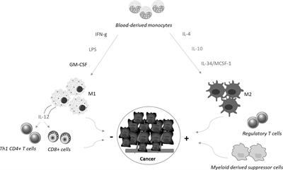 Targeting IL-34/MCSF-1R Axis in Colon Cancer